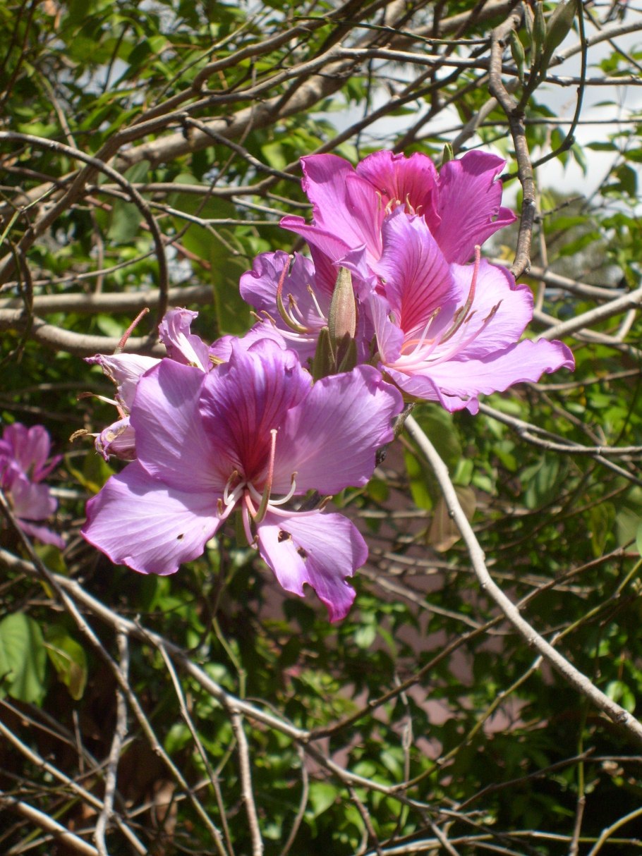 Баугиния на Кипре