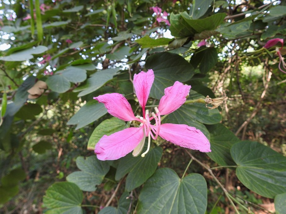 Баухиния пестрая