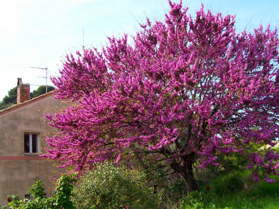 Багрянник японский Cercidiphyllum japonicum