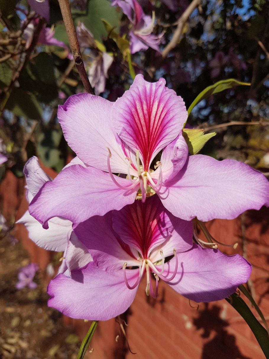 Bauhinia glauca