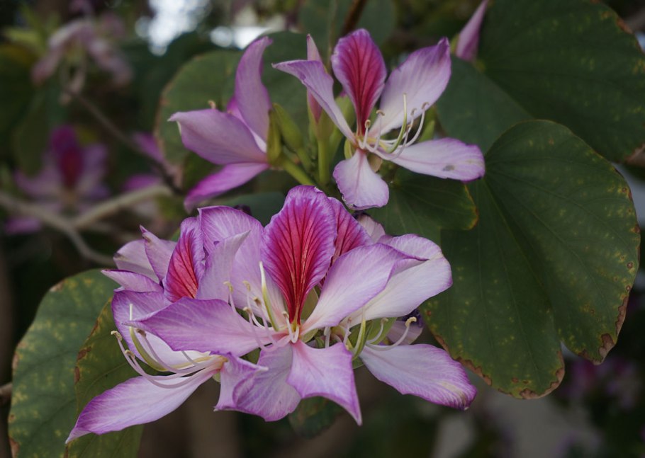 Баухиния пурпурная орхидейное