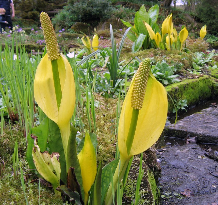 Lysichiton americanus - лизихитон_ Япония