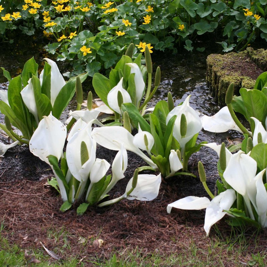 Лизихитон Lysichiton Camtschatcensis
