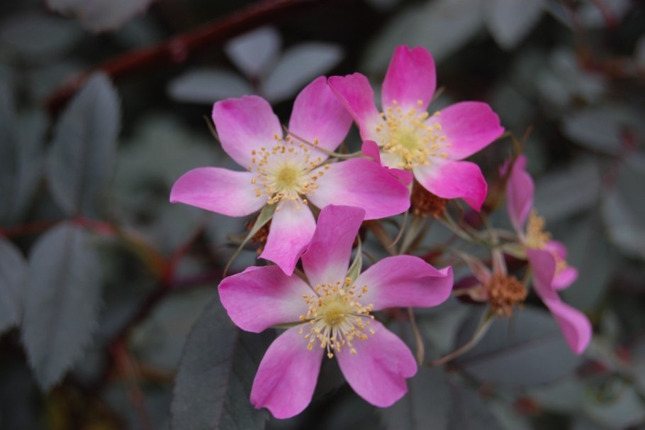 Роза сизая Rosa glauca = r. rubrifolia