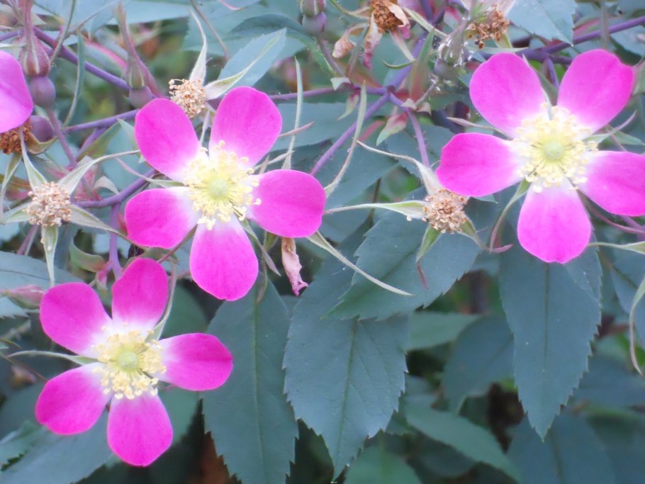 Роза сизая краснолистная