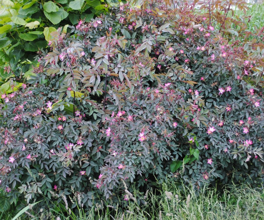 Роза сизая Rosa glauca