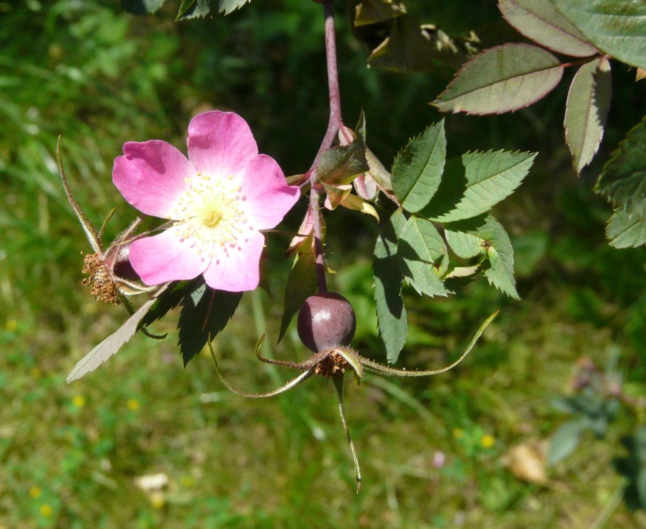 Роза сизая фото плодов