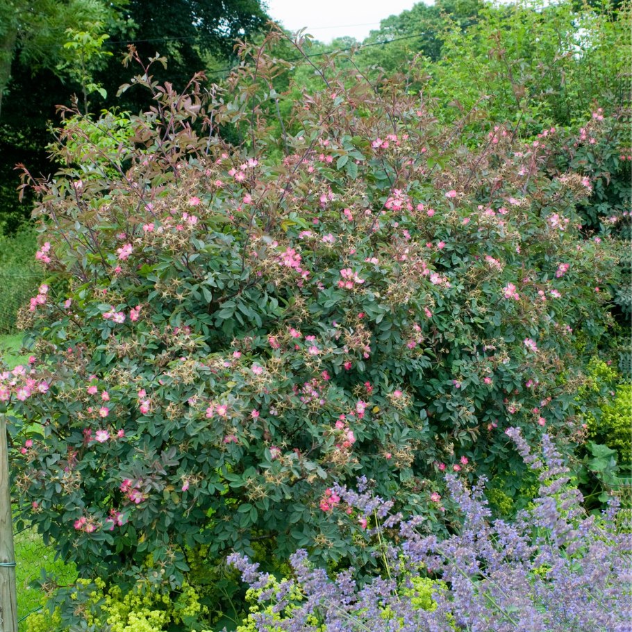 Melissa Rosa glauca*cz