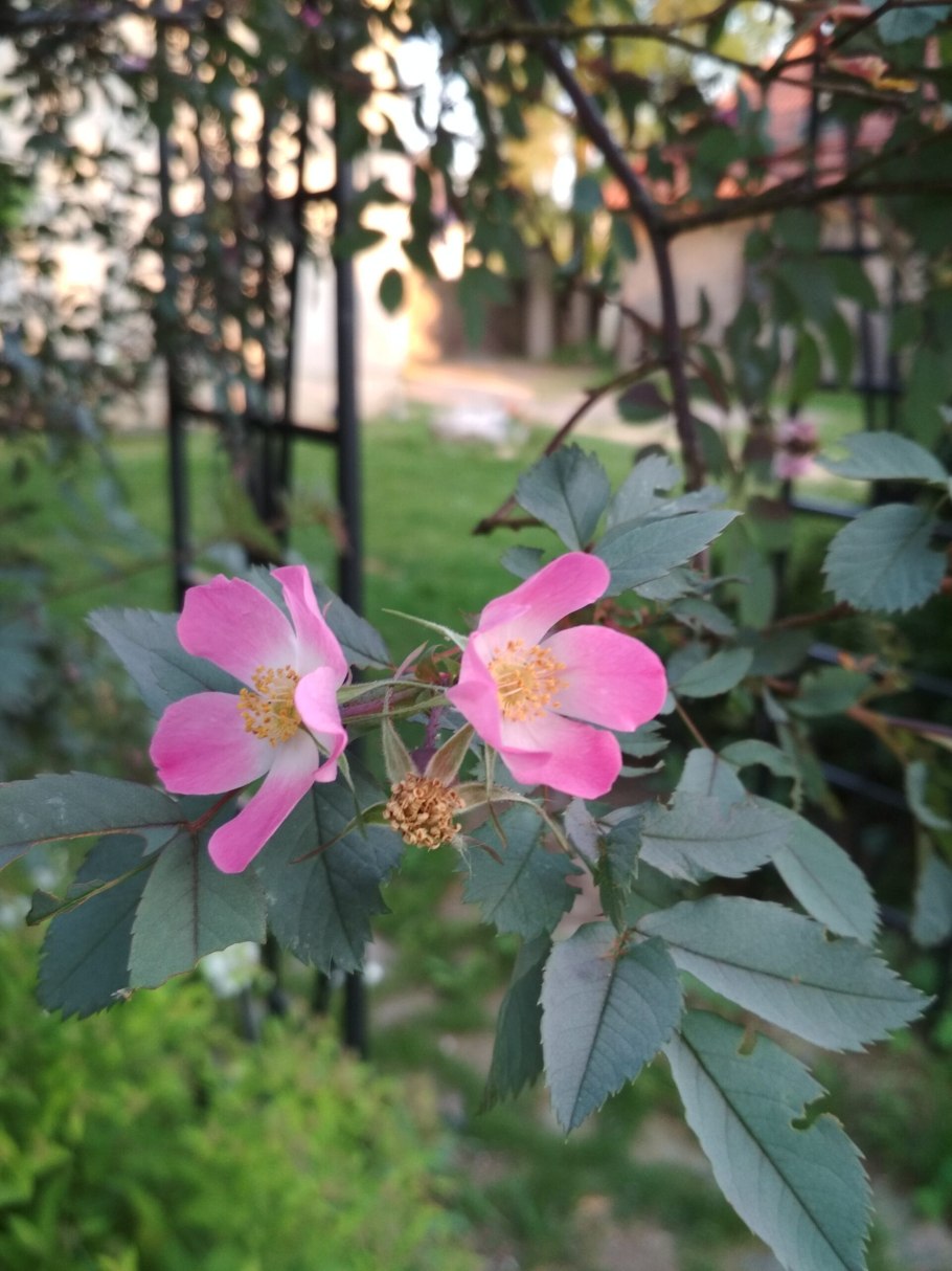 Роза сизая Глаука