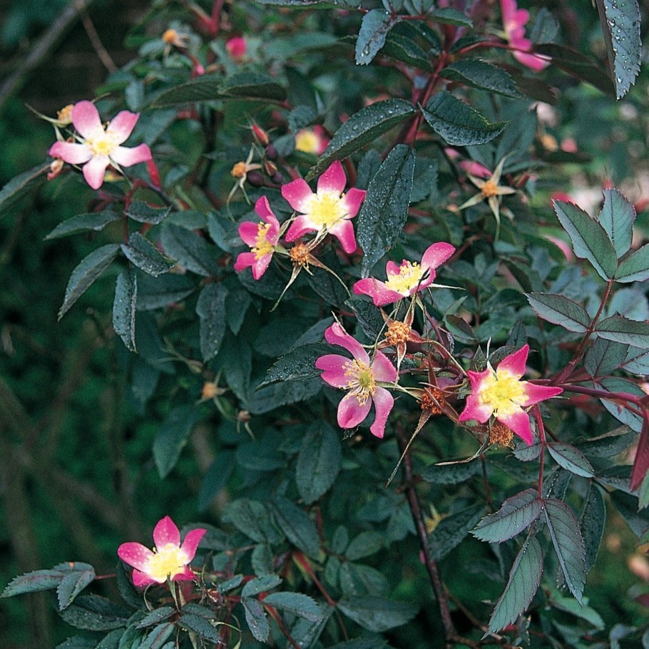 Роза сизая - Rosa glauca Pourret.