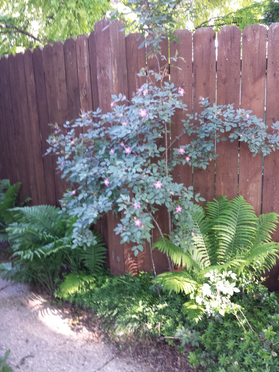 Шиповник французский Rosa Gallica