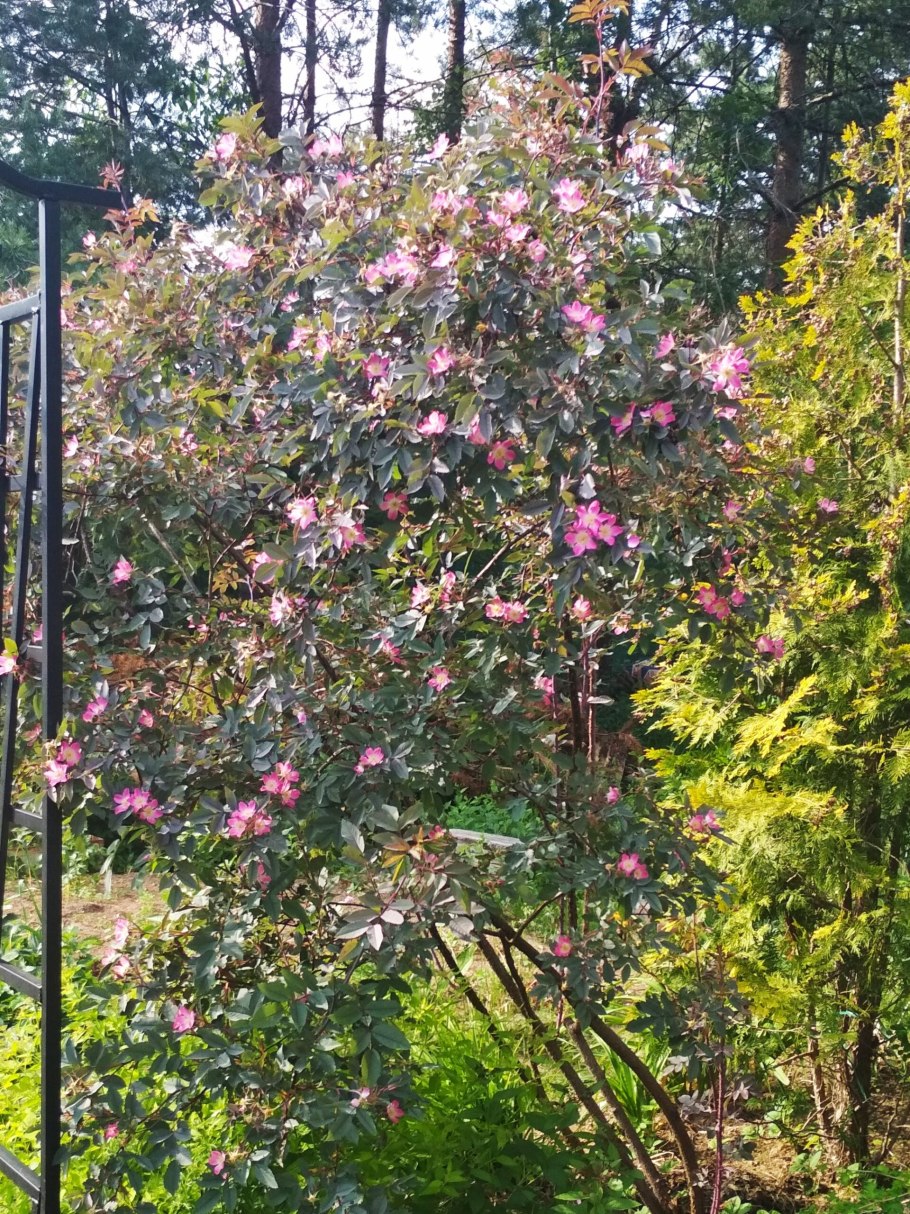 Роза сизая кора