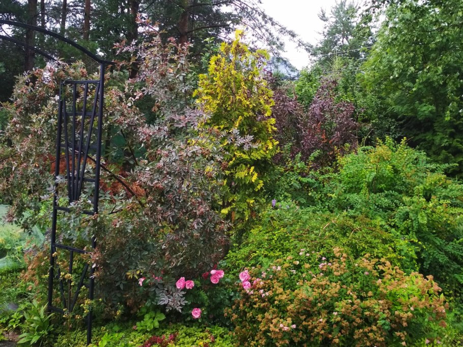 Роза Рубрифолия