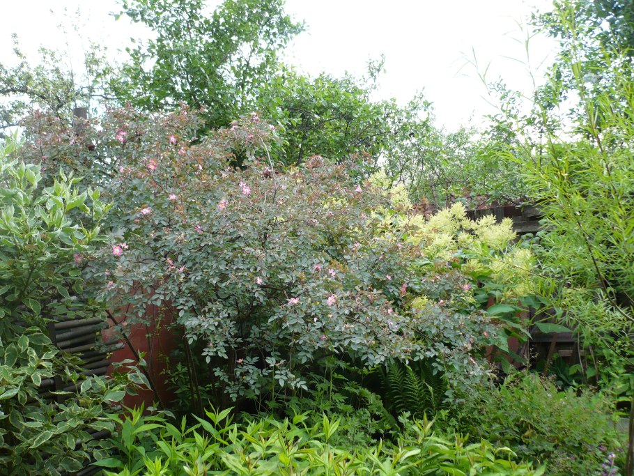 Роза сизая в ландшафтном