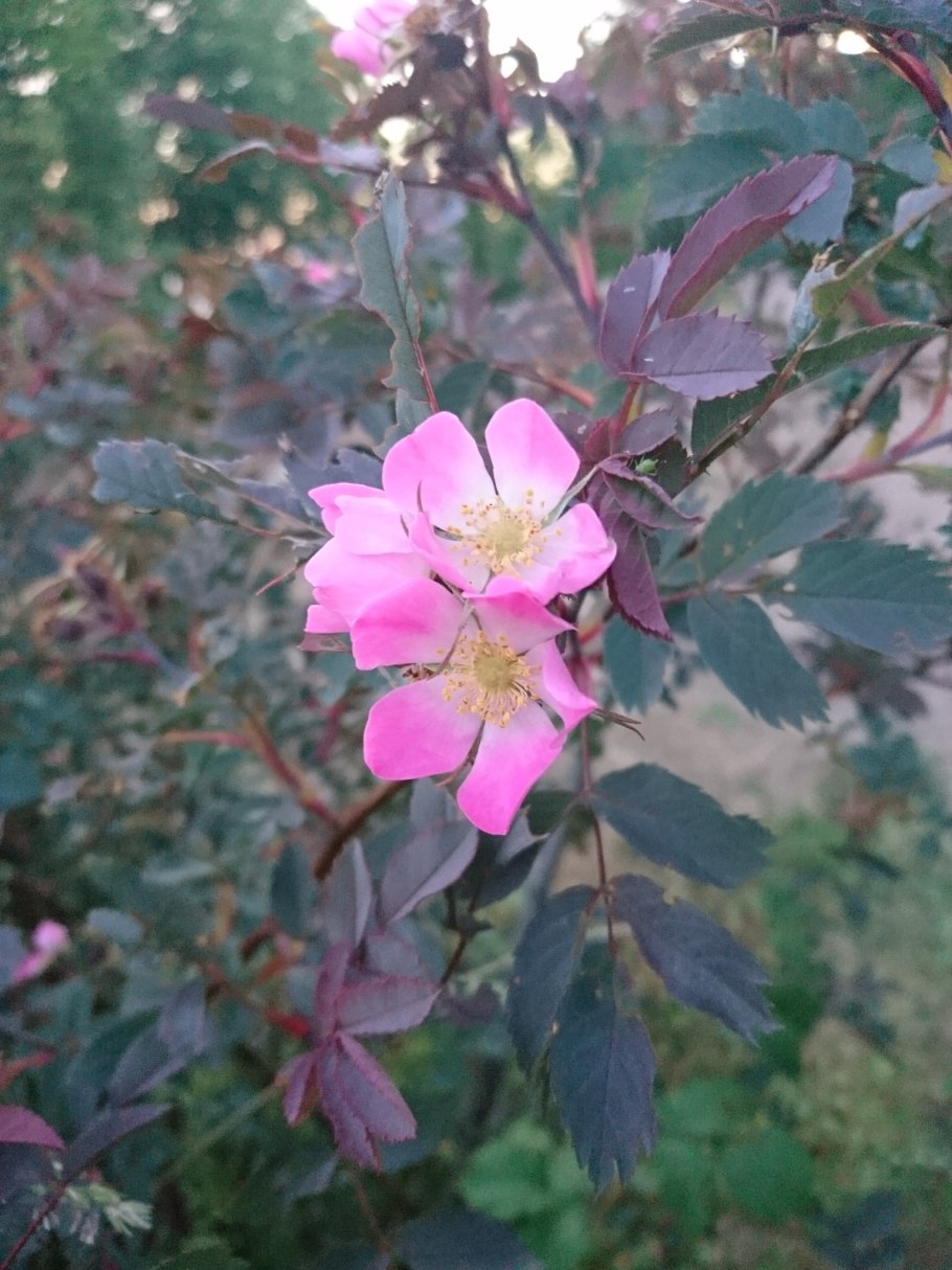 Шиповник гвоздичный