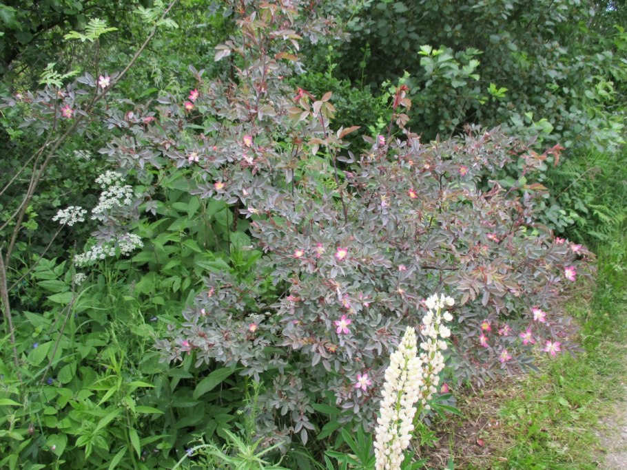 Роза сизая, колючейшая