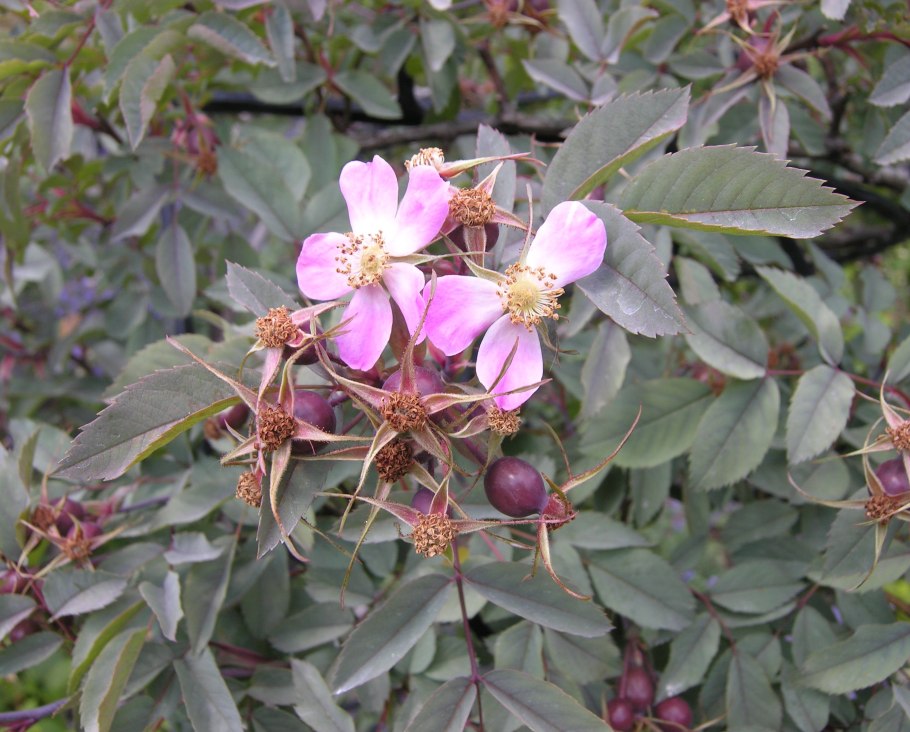 Роза сизая Глаука