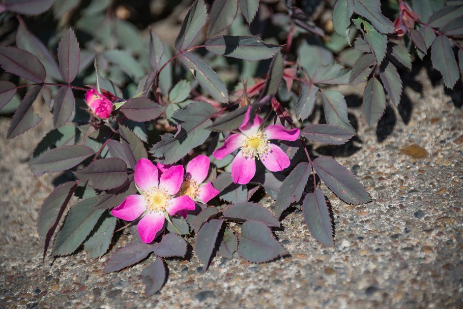 Rosa glauca rubrifolia