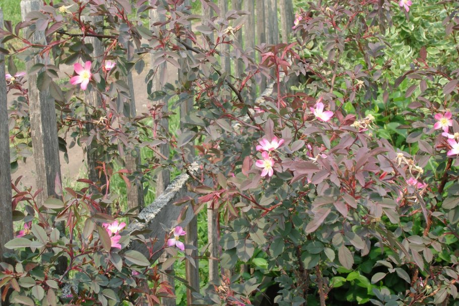 Молодые побеги шиповника фото