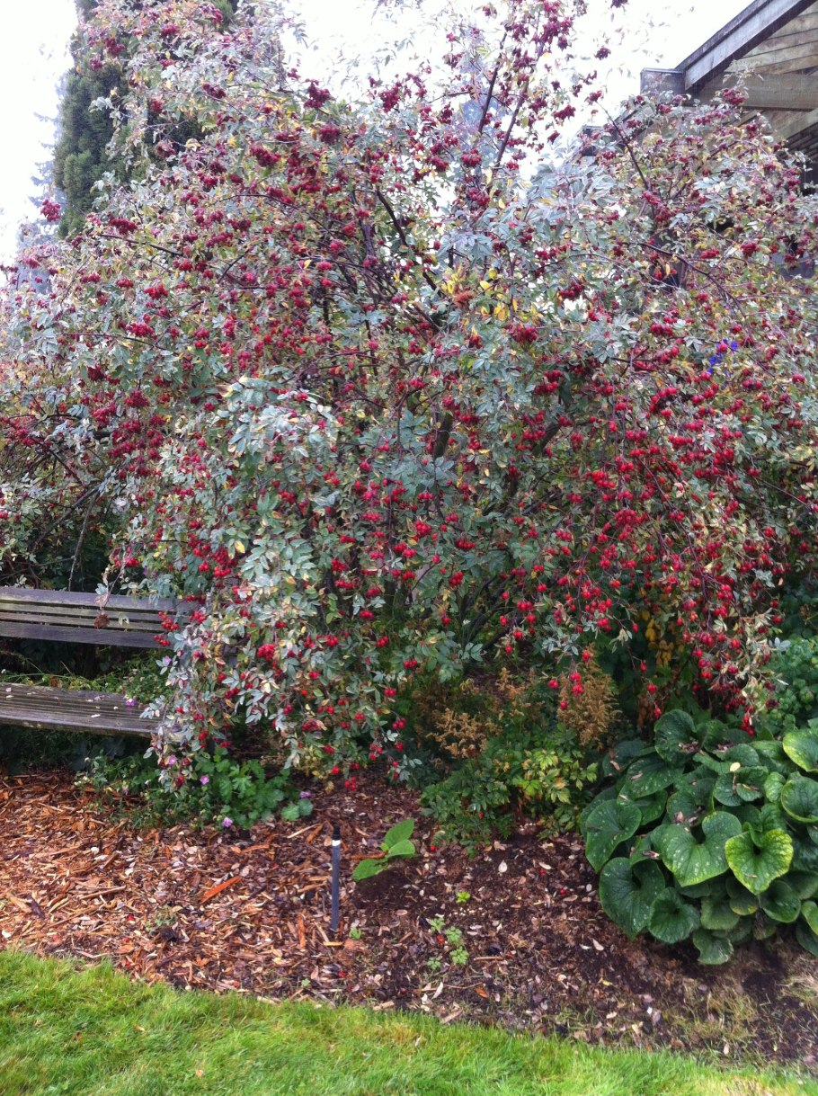 Роза сизая птица