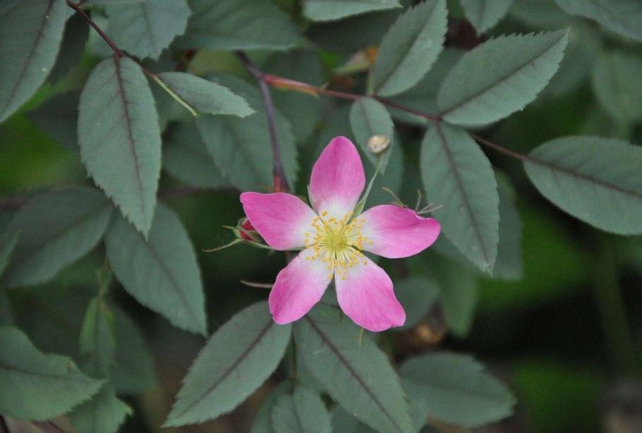 Роза сизая краснолистная