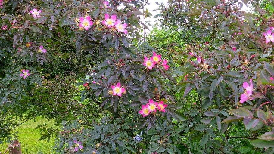 Роза сизая Глаука отзывы