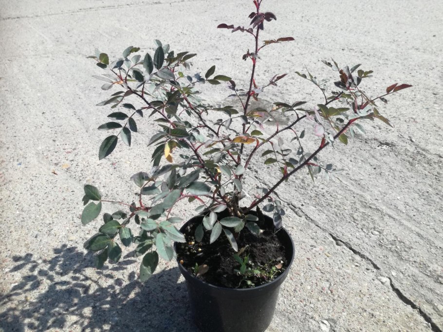 Роза сизая / шиповник сизый новинка Rosa glauca