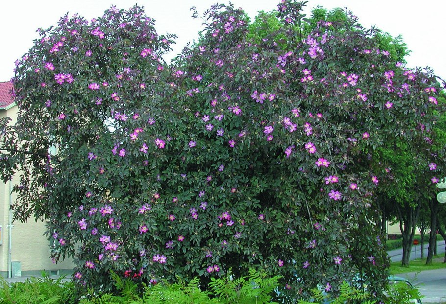 Роза сизая изгородь