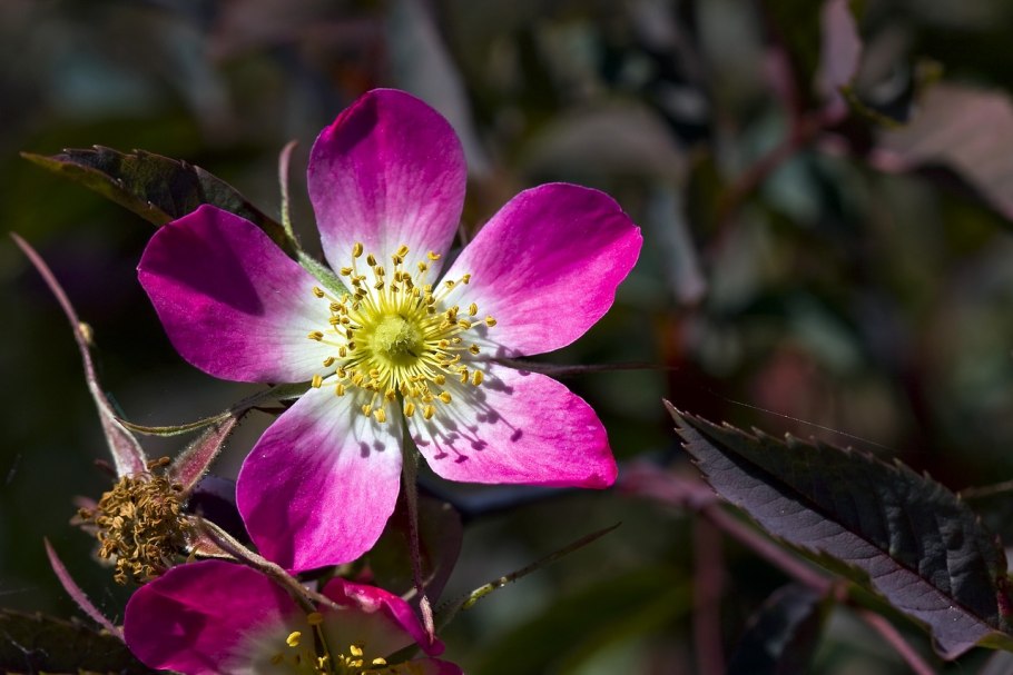 Роза Глаука