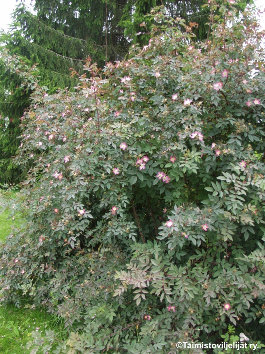 Роза сизая листья