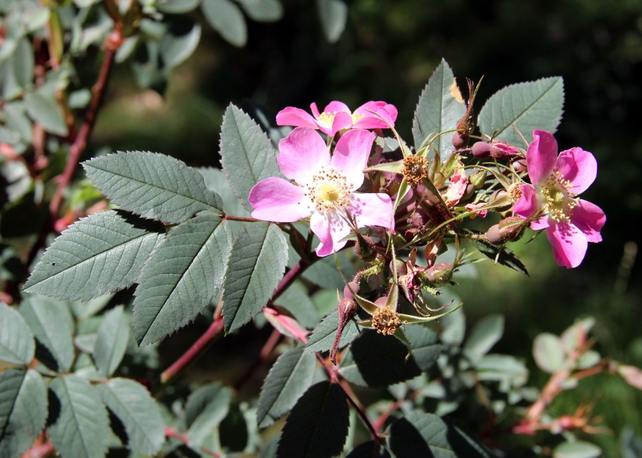 Rosa glauca