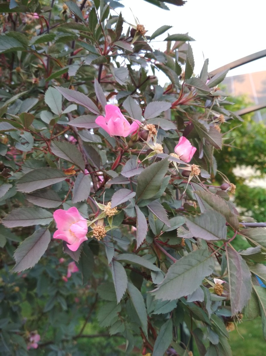 Роза сизая в ландшафтном