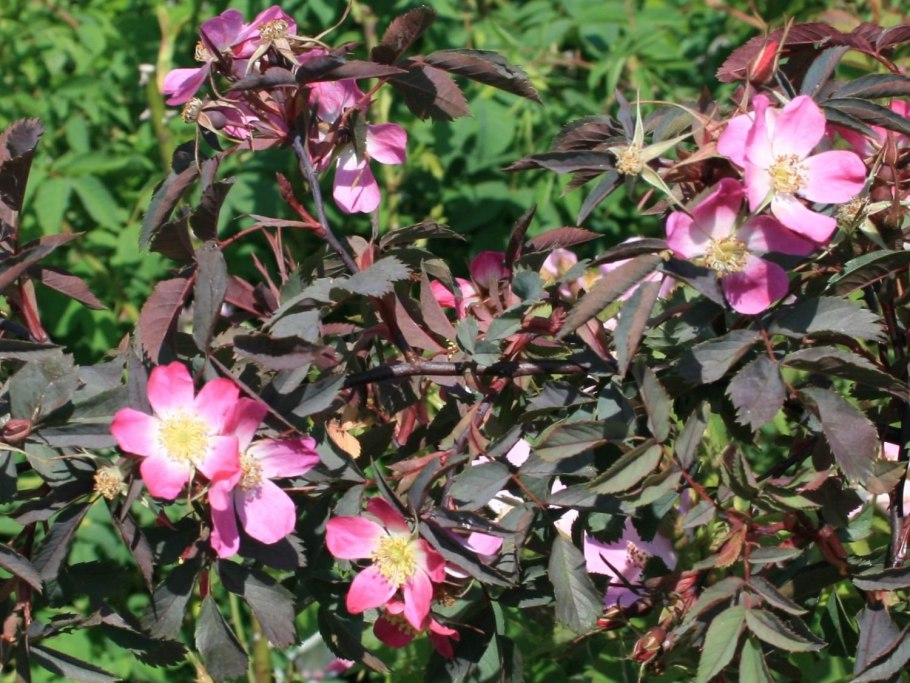 Rosa rubrifolia