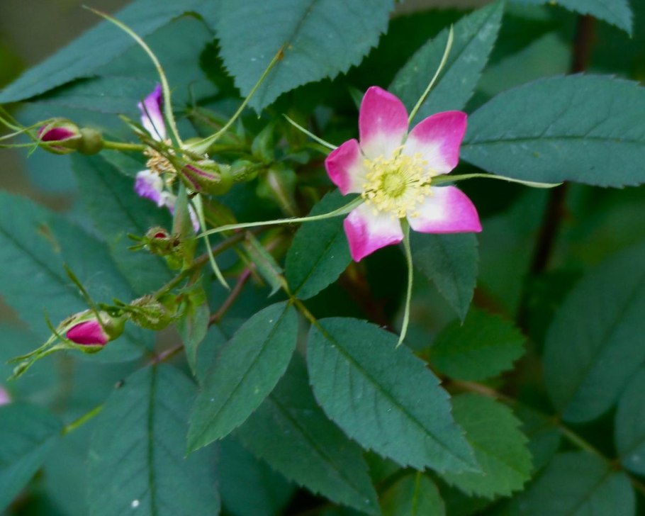 Роза сизая махровая