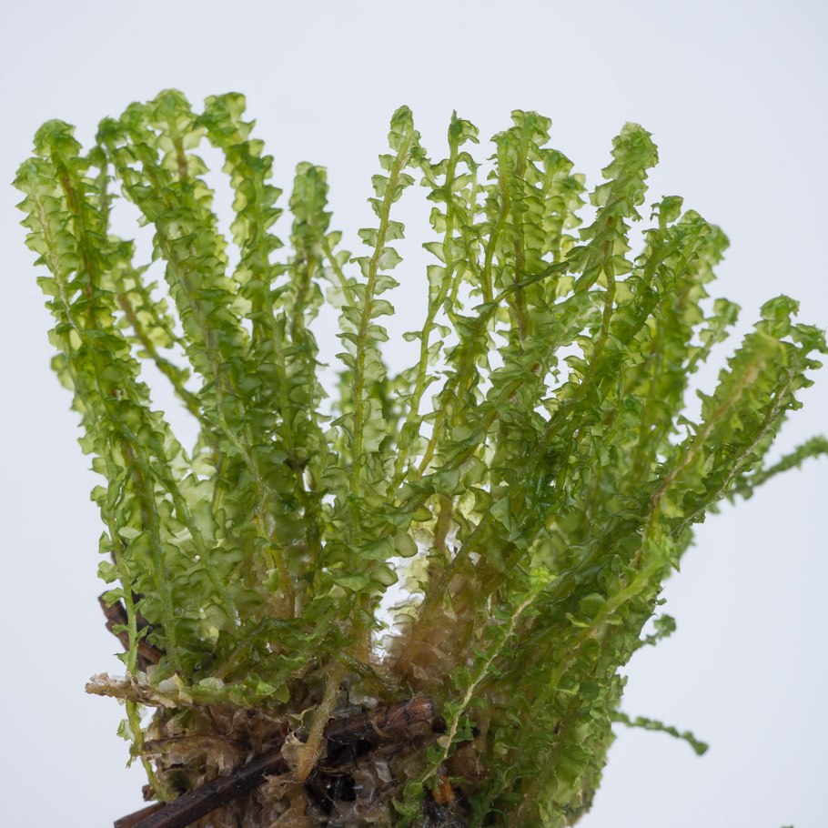 Oleolophozia perssonii