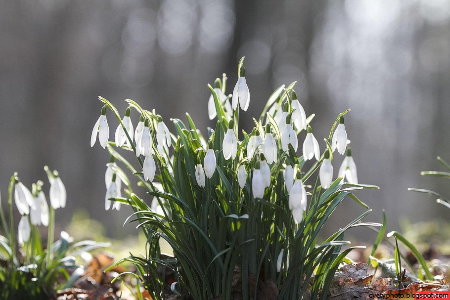Пролеска Крокус Галантус