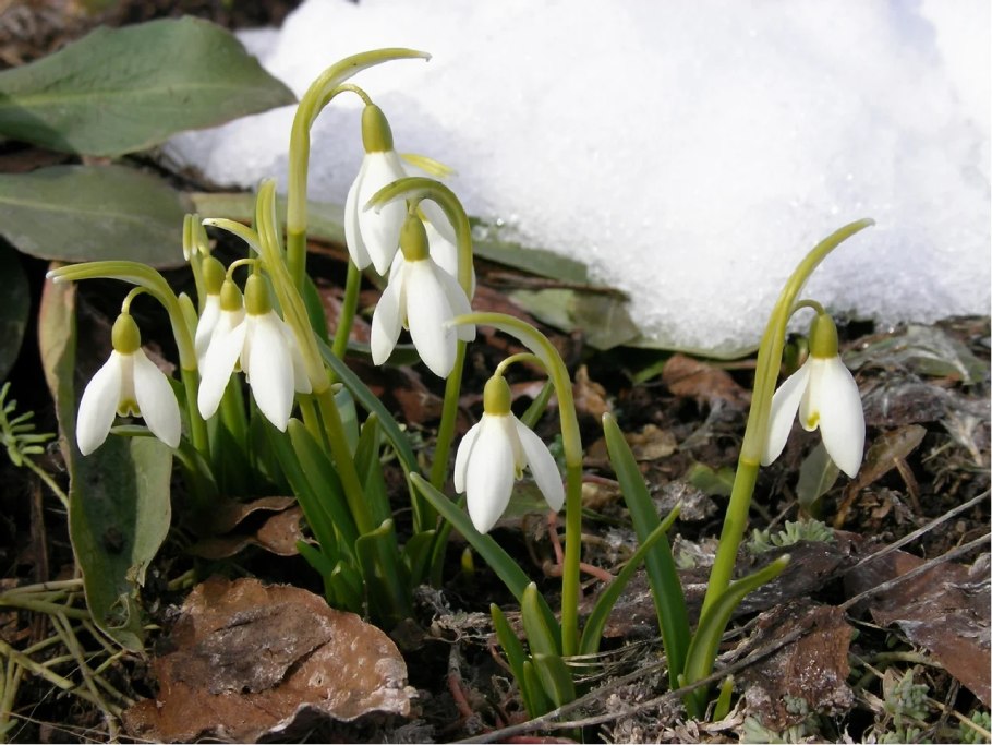Цветы подснежники цветы пролески