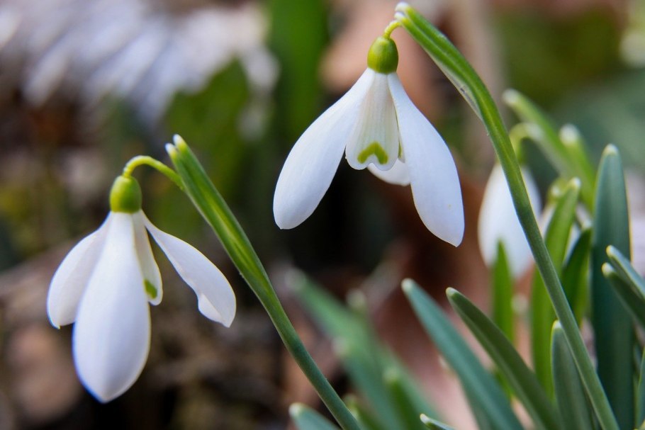 Подснежник узколистный