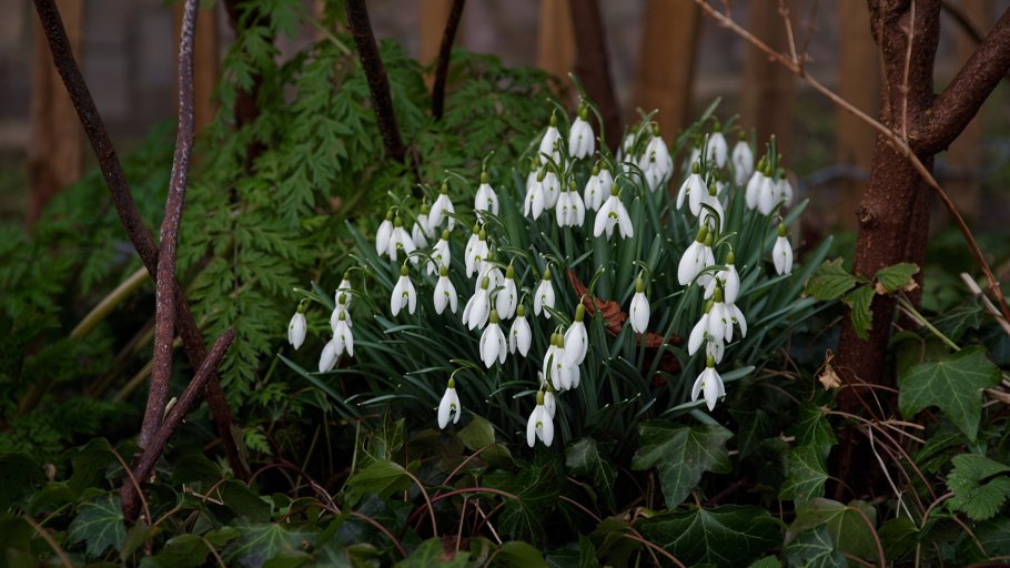 Подснежник Галантус