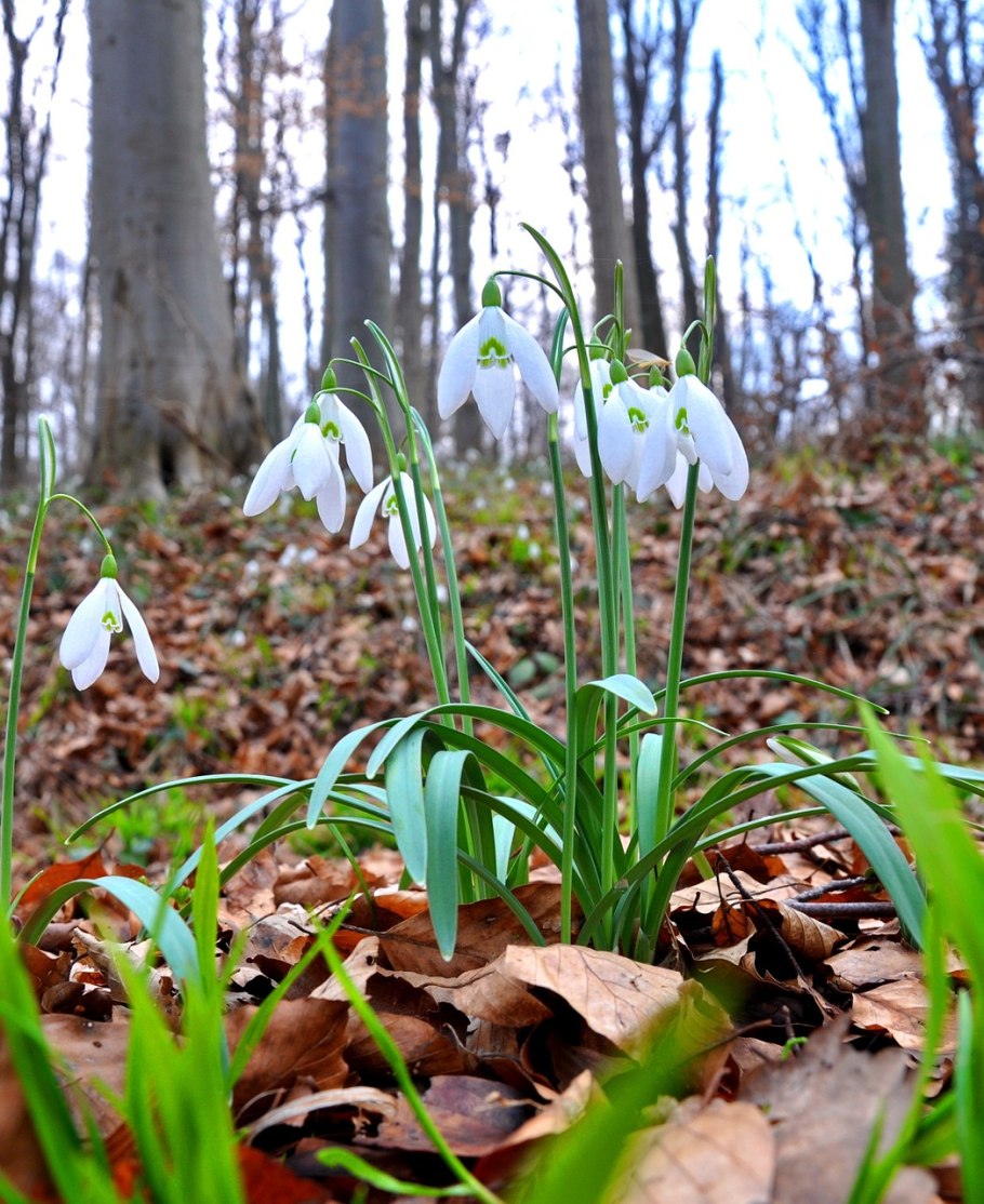 Подснежник Галантус