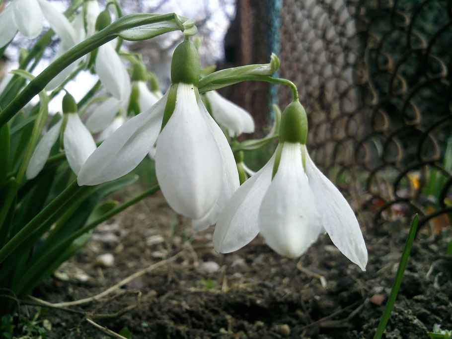 Белые подснежники