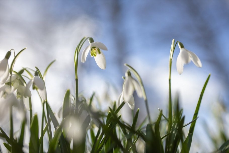 Пролеска крокус галантус