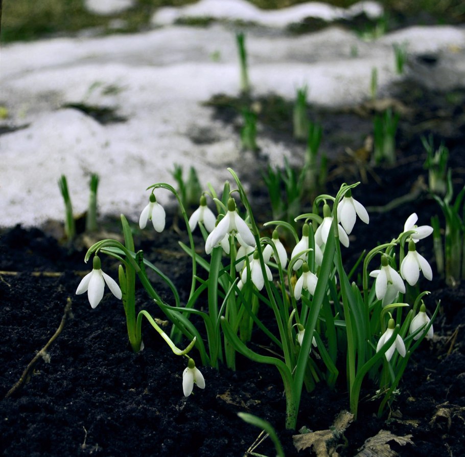 Подснежник широколистный