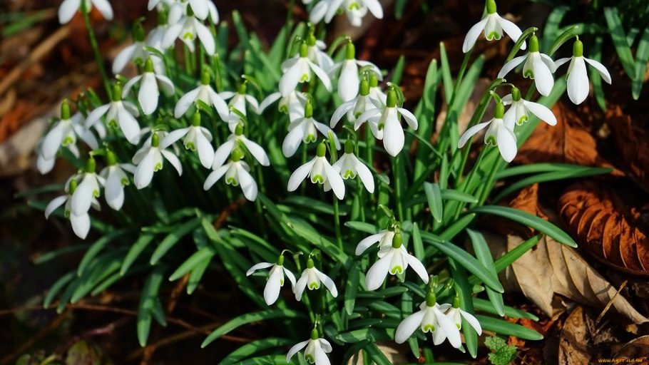 Подснежник Галантус