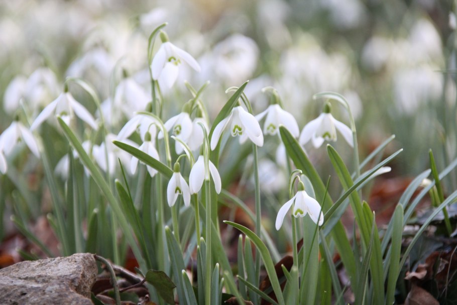Цветок подснежник
