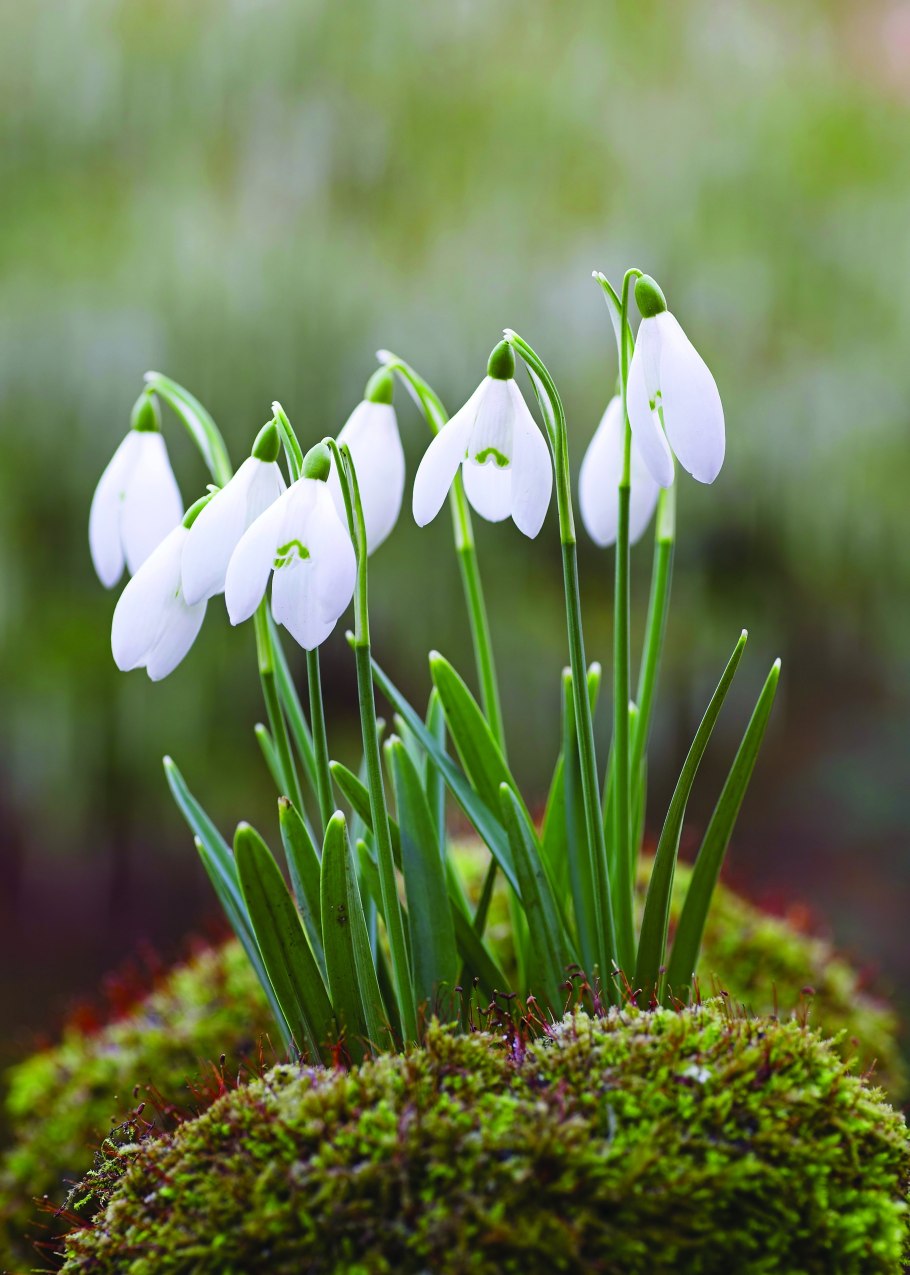 Подснежник широколистный