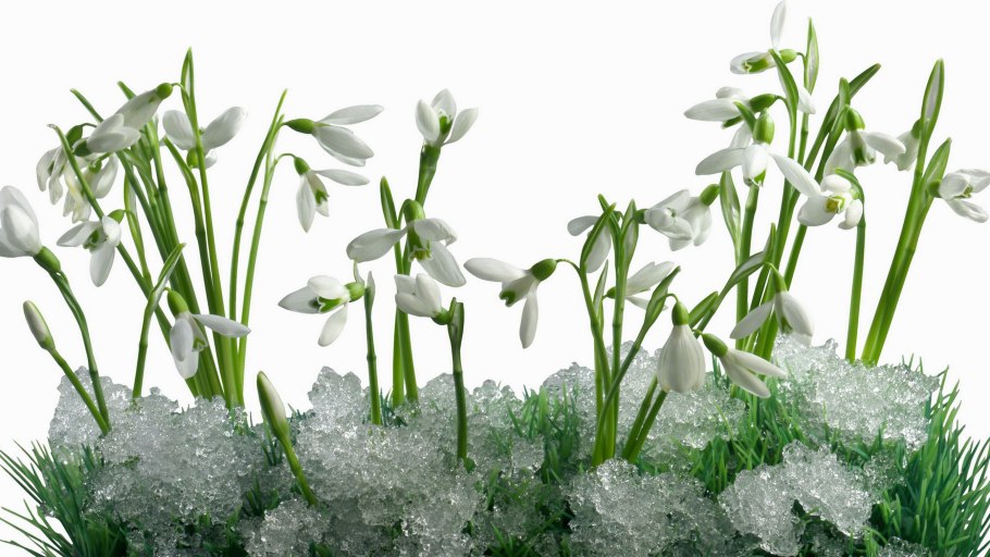 Подснежники на белом фоне