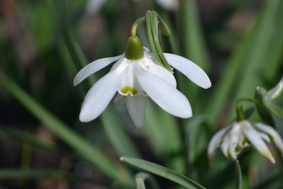 Галантус белоснежный