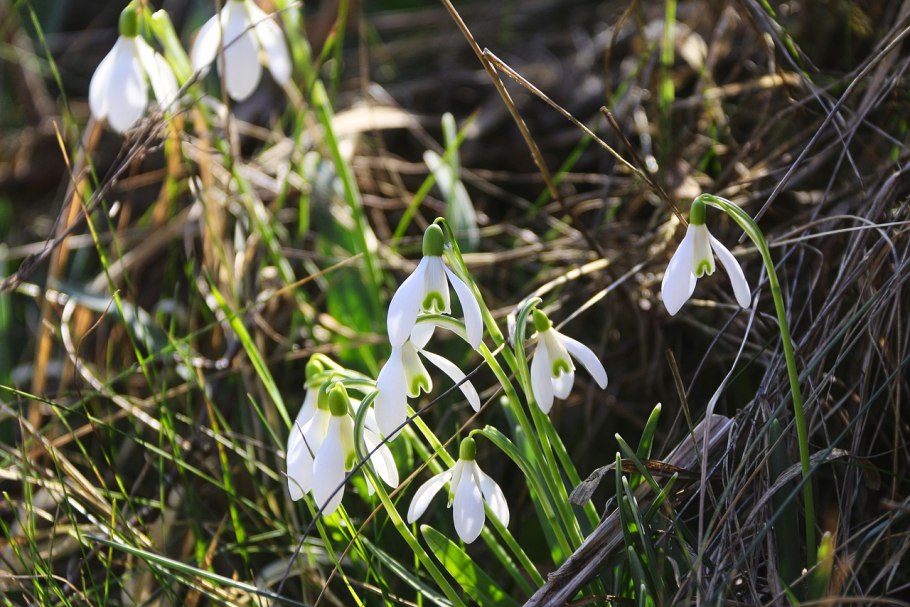 Подснежник Галантус
