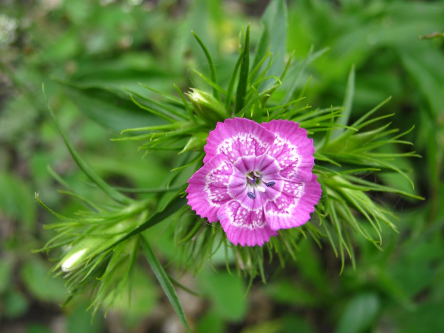 Гвоздичных (Caryophyllaceae),